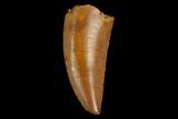 Serrated, Raptor Tooth - Real Dinosaur Tooth #124275-1